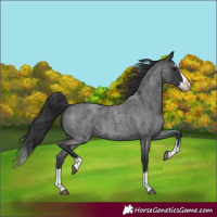 Horse Color:Blue Roan Splash