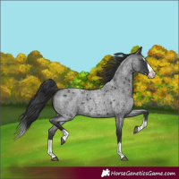 Horse Color:Blue Roan Splash