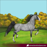 Horse Color:Blue Roan Splash 