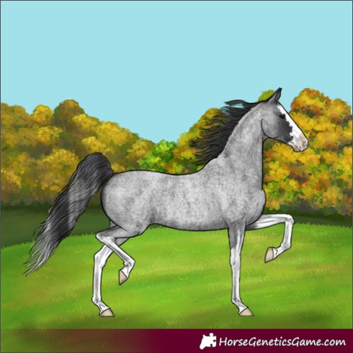 Horse Color:Blue Roan Splash