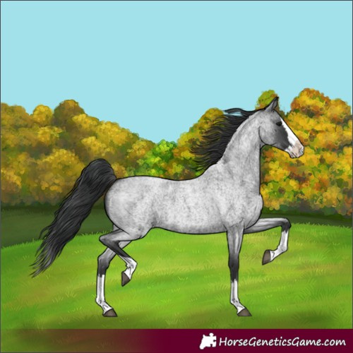 Horse Color:Blue Roan Splash 