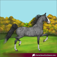 Horse Color:Blue Roan Splash 