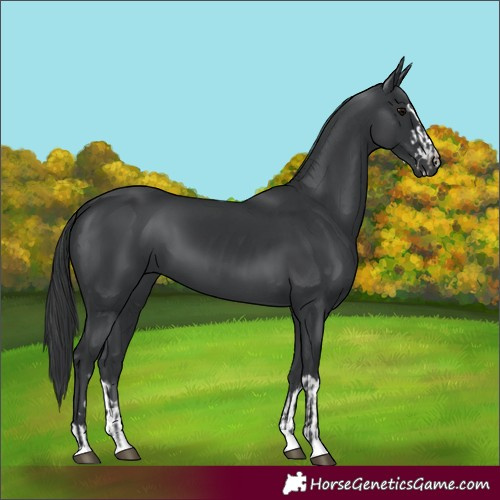 Horse Color:Black and Black