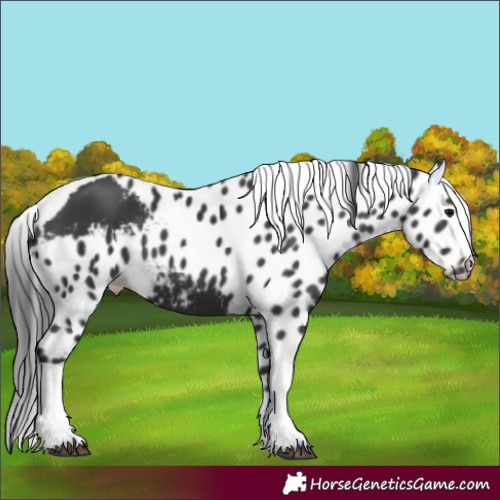 Horse Color:Black Tobiano Skewed LP Spotted Rabicano