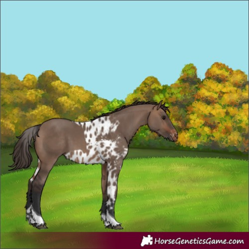 Horse Color:Brown Dun Tobiano Skewed LP Spotted Rabicano
