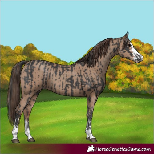 Horse Color:Black  and Classic Champagne 