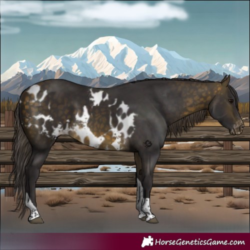 Horse Color:Buckskin Tobiano Skewed Appaloosa 