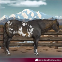 Horse Color:Buckskin Tobiano Skewed Appaloosa