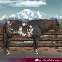 Horse Color:Buckskin Tobiano Skewed Appaloosa 