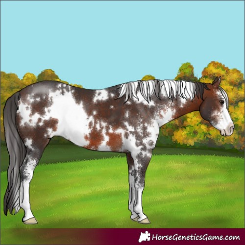Horse Color:White Spotted Brown Sabino 