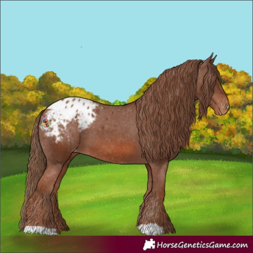 Horse Color:Chestnut Blanket