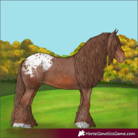 Horse Color:Chestnut Appaloosa 