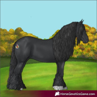 Horse Color:Black 