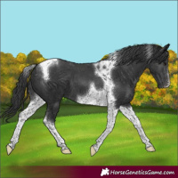 Horse Color:Black Tobiano 
