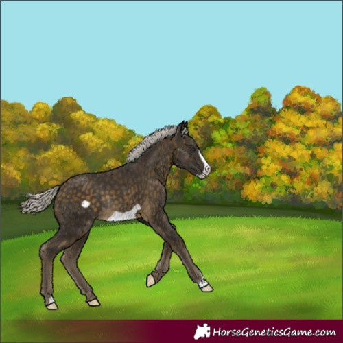 Horse Color:Silver Buckskin Frame Rabicano