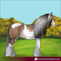 Horse Color:Gray Amber Champagne Tobiano