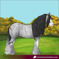 Horse Color:Blue Roan Splash 