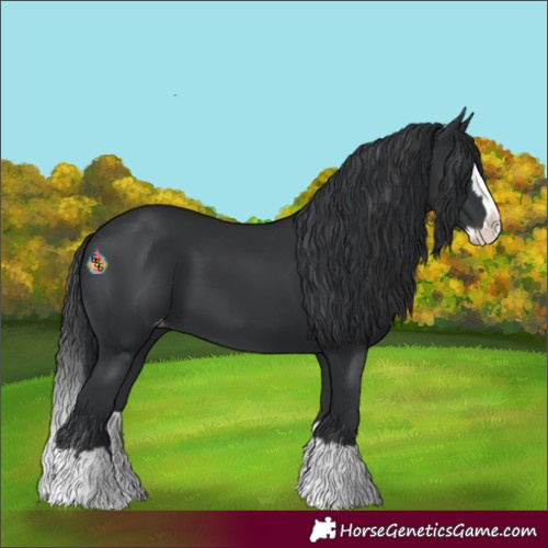 Horse Color:Black Splash Varnish 