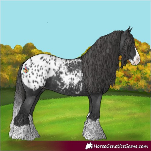 Horse Color:Black Splash Appaloosa 