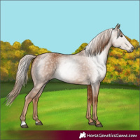 Horse Color:Gray Chestnut