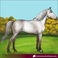 Horse Color:Gray Chestnut 