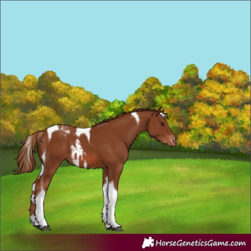 Horse Color:Chestnut Tobiano Skewed LP Spotted 