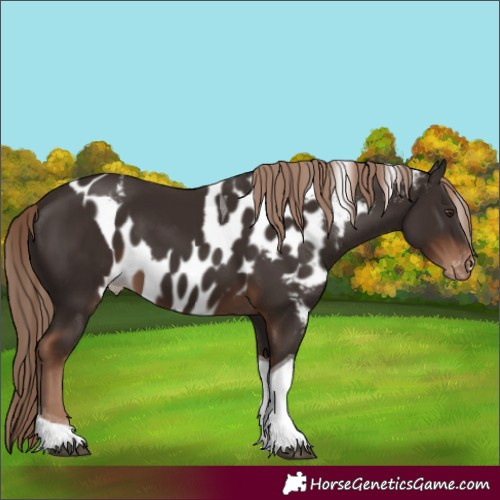 Horse Color:Liver Chestnut Tobiano Skewed LP Spotted