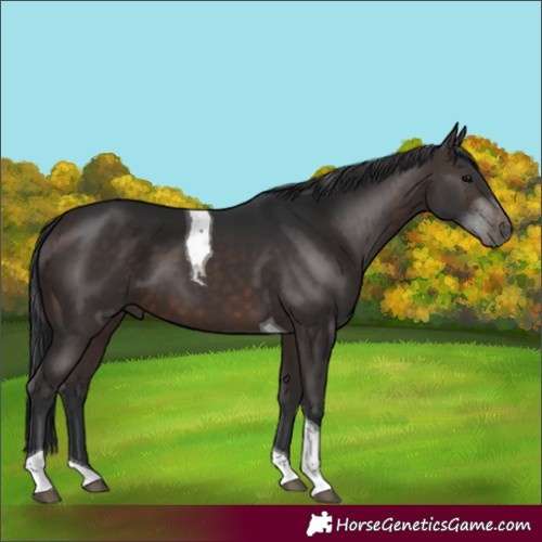 Horse Color:Brown Tobiano 
