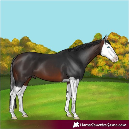 Horse Color:Brown Splash