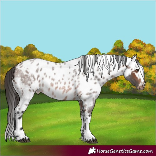 Horse Color:Brown Roan Tobiano Skewed LP Spotted 
