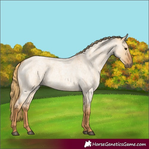 Horse Color:Red Dun Roan 