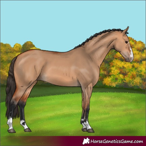 Horse Color:Bay Dun 