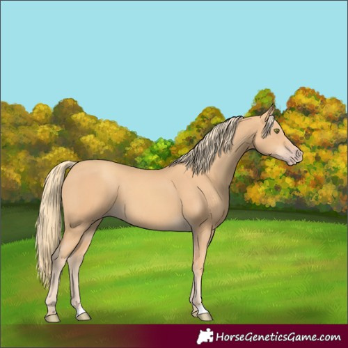 Horse Color:Gold Champagne 
