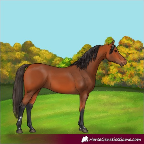 Horse Color:Bay 