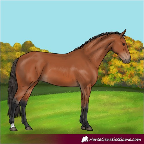 Horse Color:Bay 