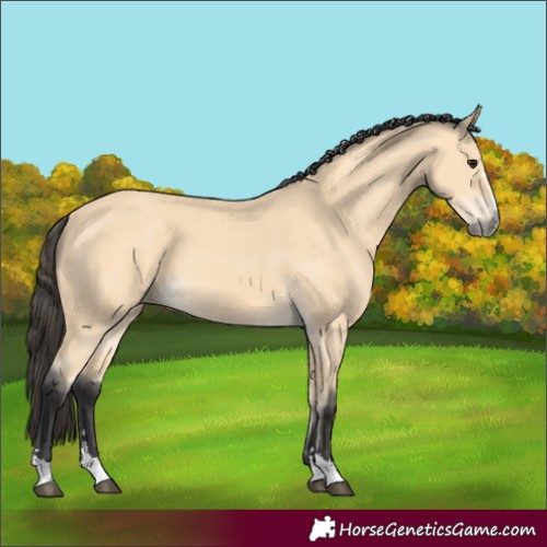 Horse Color:Buckskin 