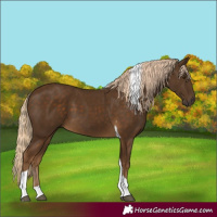 Horse Color:Unknown 