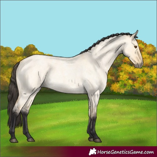 Horse Color:Buckskin Roan Dun 