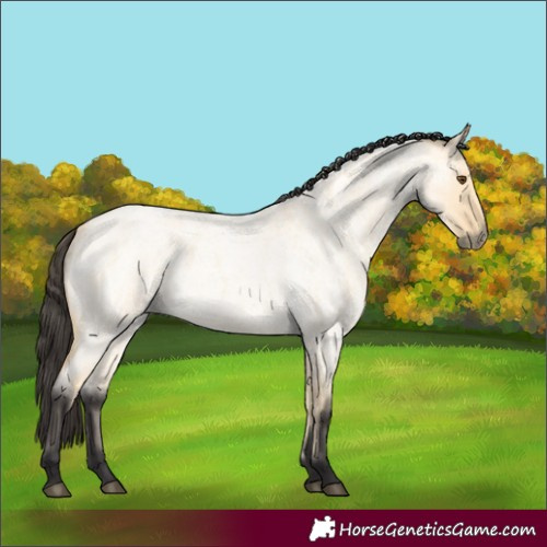 Horse Color:Buckskin Roan Dun 