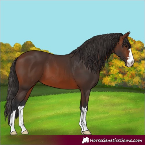Horse Color:Brown 