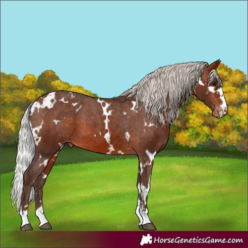 Horse Color:White Spotted Silver Brown Appaloosa 