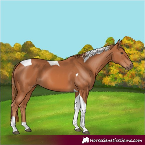 Horse Color:Chestnut Tobiano