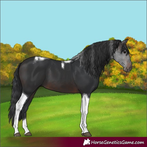 Horse Color:Brown Tobiano