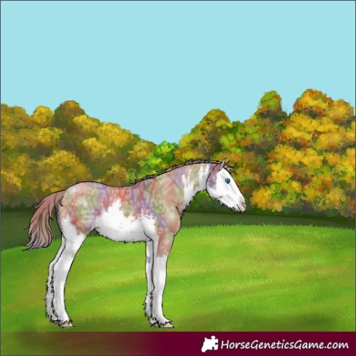 Horse Color:Nacre White Spotted Red Dun Ice Splash
