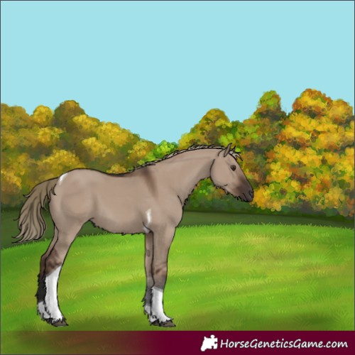 Horse Color:Liver Red Dun Tobiano