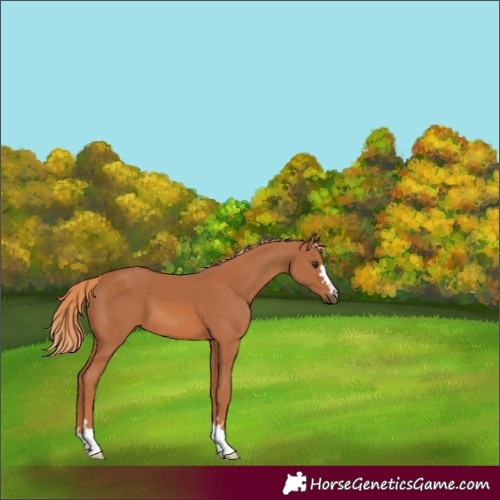 Horse Color:Chestnut 