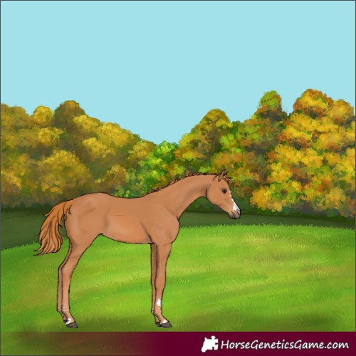 Horse Color:Chestnut 