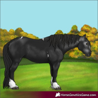 Horse Color:Gray Black Tobiano