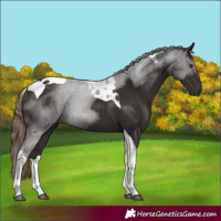 Horse Color:Liver Chestnut Tobiano 