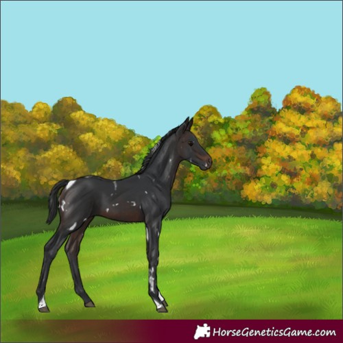 Horse Color:White Spotted Brown Tobiano 